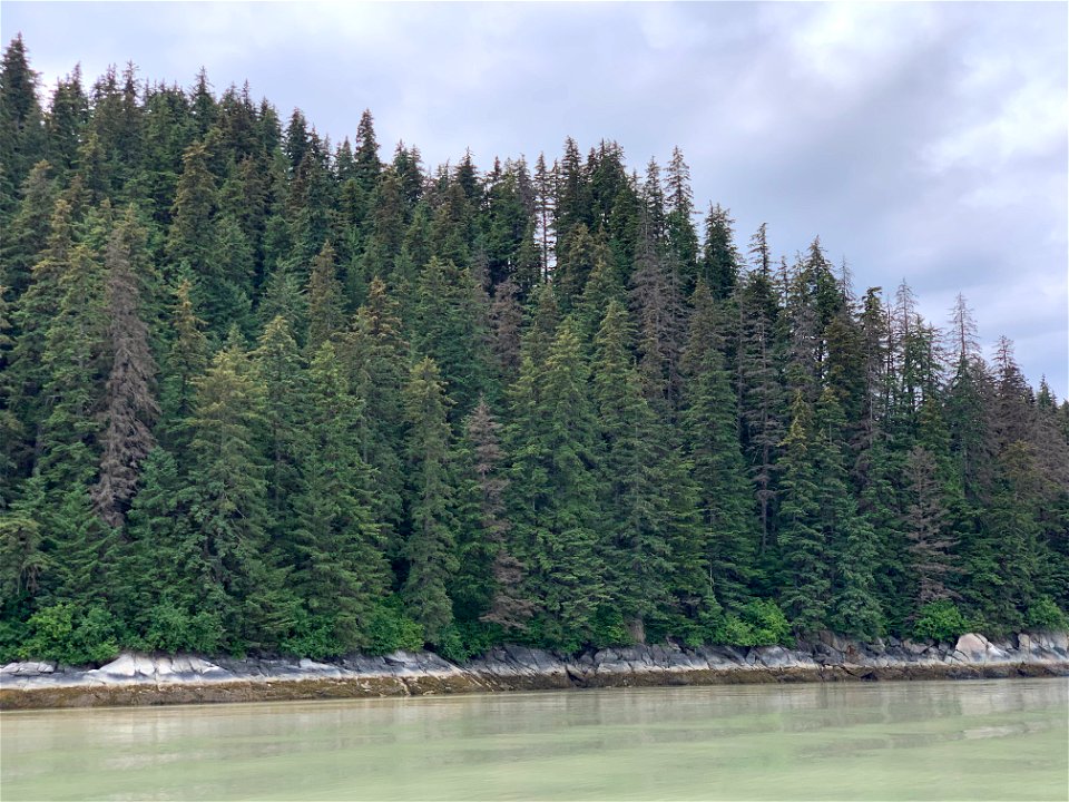 Sokolof-Island-spruce-beetle-Tongass