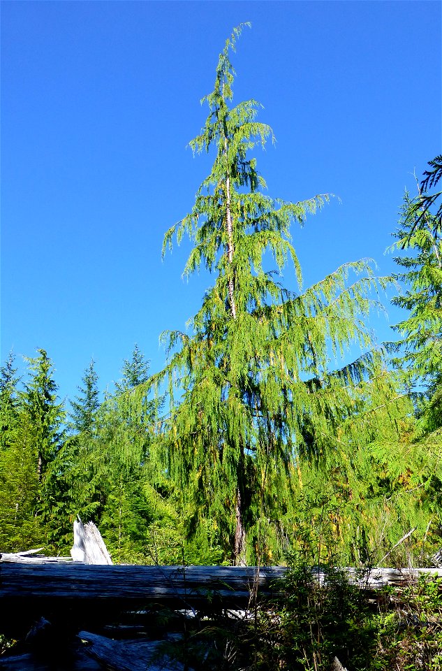Yellow-cedar-young-growth-healthy-Zarembo-Island-Tongass
