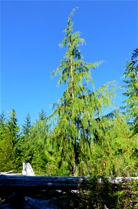 Yellow-cedar-young-growth-healthy-Zarembo-Island-Tongass