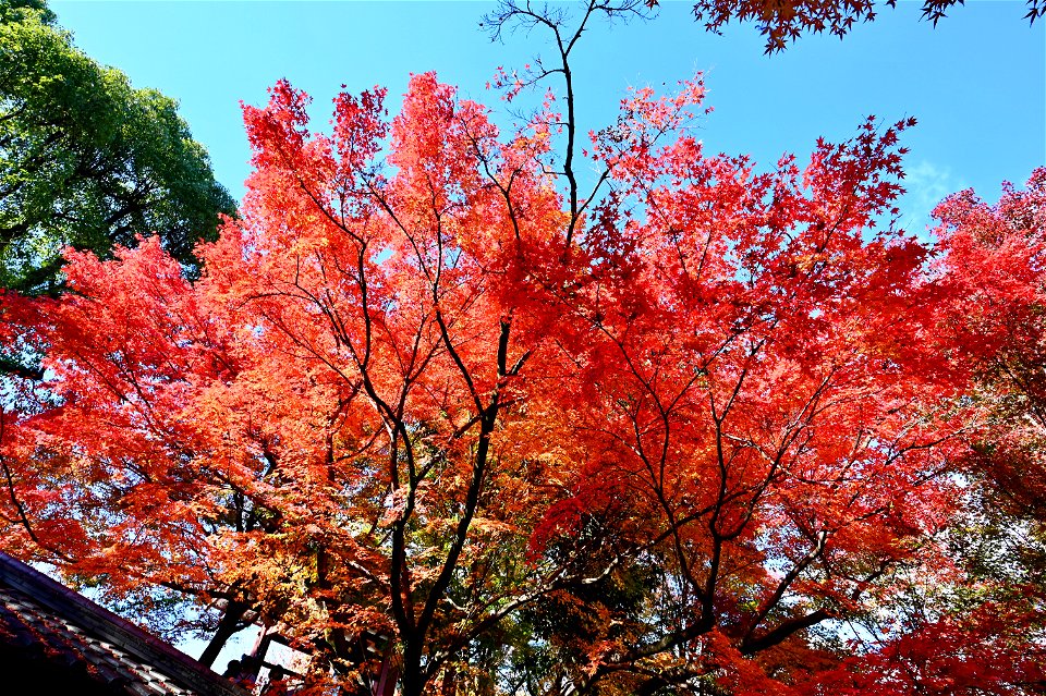 京都宇治平等院鳳凰堂 / Byodoin Hoohdo temple in Kyoto