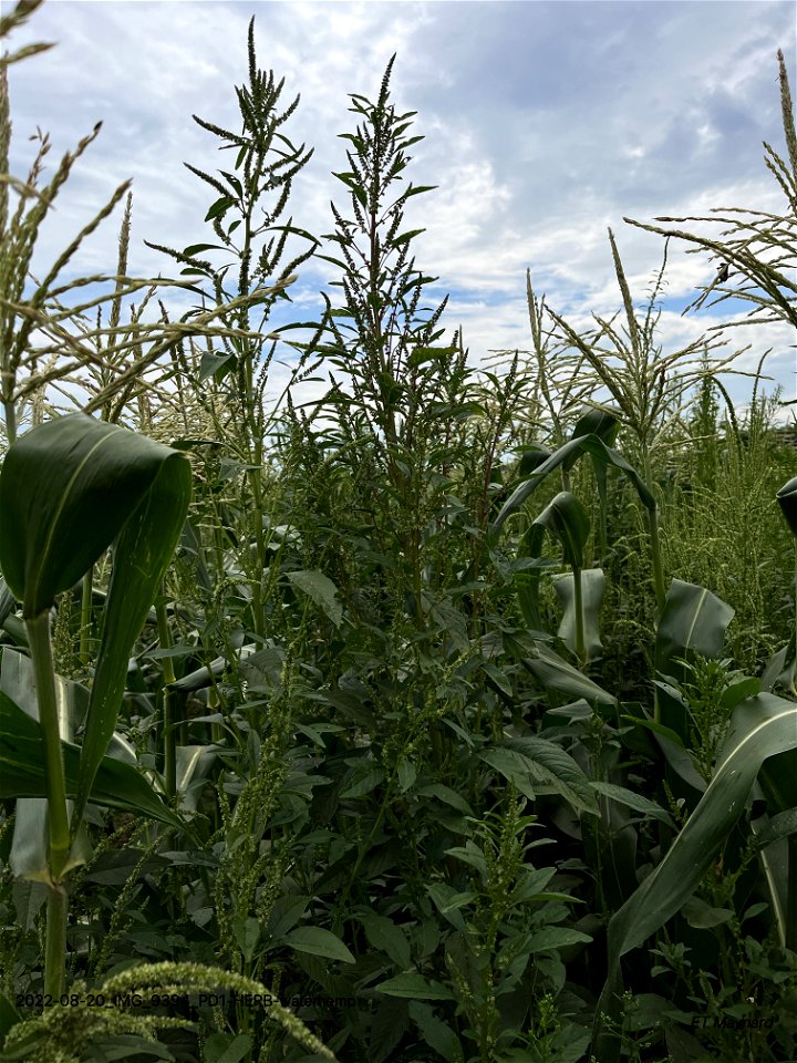 PD1-HERB-waterhemp