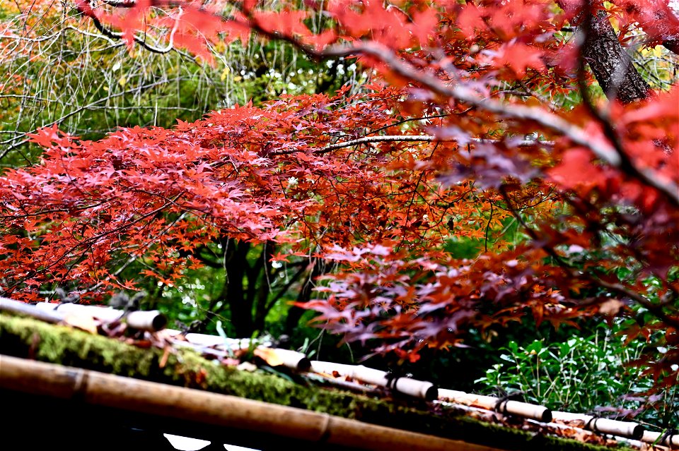 京都龍安寺/Kyoto Ryoanji