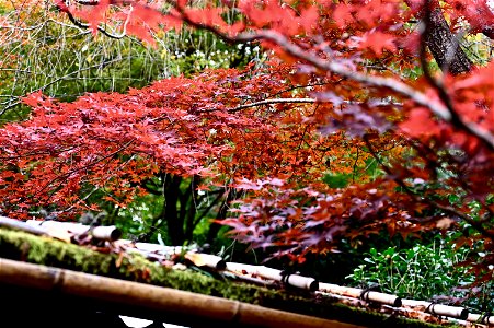 京都龍安寺/Kyoto Ryoanji