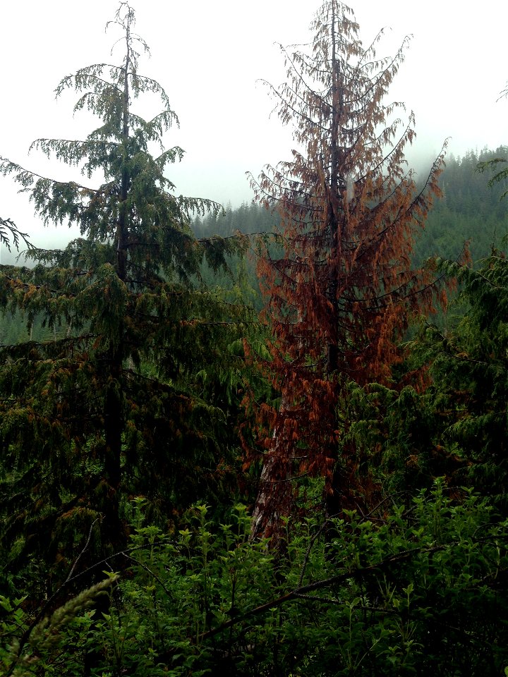 Young-growth-yellow-cedar-decline-Zarembo-Island-Tongass