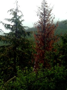 Young-growth-yellow-cedar-decline-Zarembo-Island-Tongass