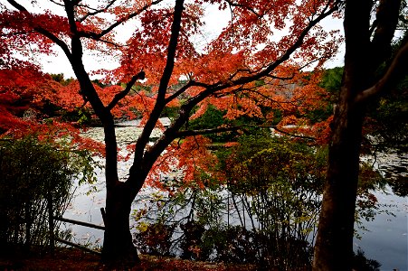 京都龍安寺/Kyoto Ryoanji