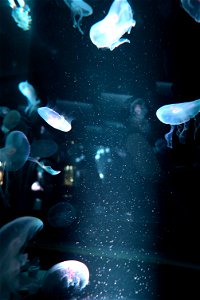 京都水族館 / Kyoto Aquarium