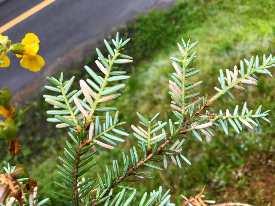 Hemlock-blueberry-rust-Naohidemyces-vaccinii-w-hemlock-Juneau-Tongass-1