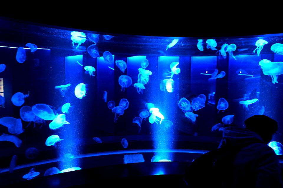京都水族館 / Kyoto Aquarium