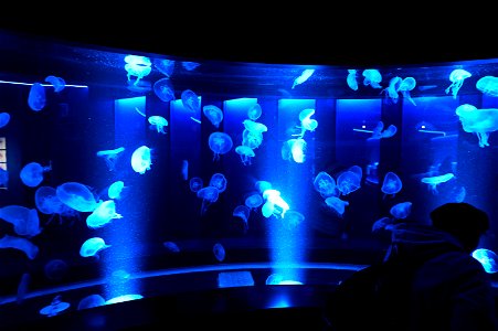 京都水族館 / Kyoto Aquarium