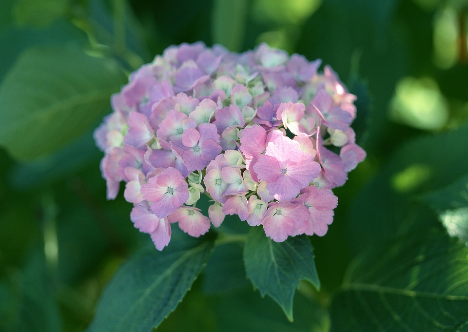 Hydrangea in full bloom