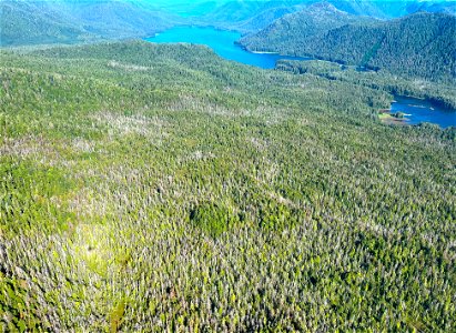 Yellow-cedar-decline-Kuiu-Island-2022-TongassNF-5