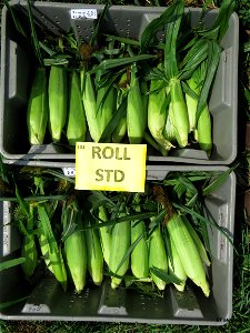 PD1-ROLL-STD-harvested ears-r1