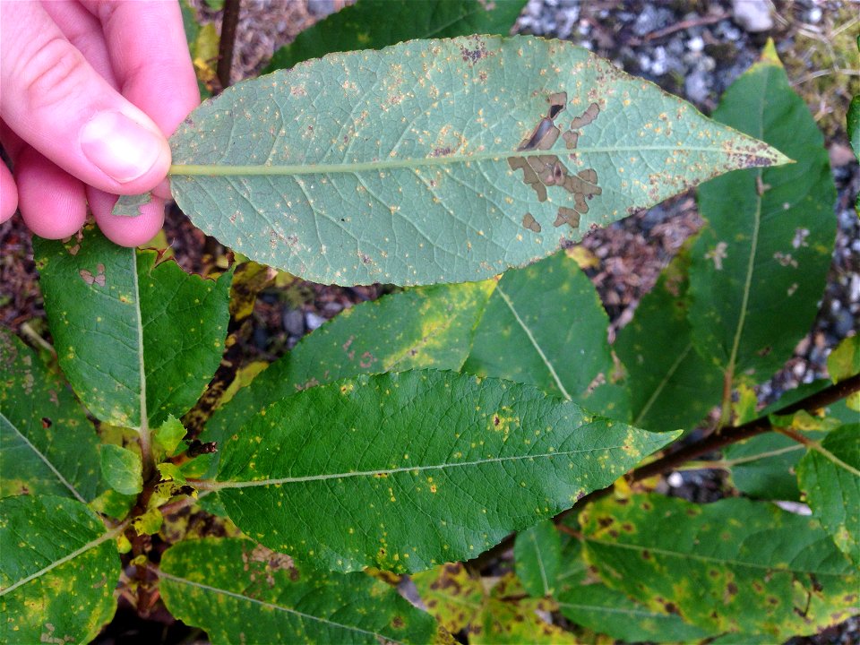 Melampsora-epitea-willow-Juneau-Tongass-1