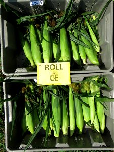 PD1-ROLL-CE-harvested ears-r1
