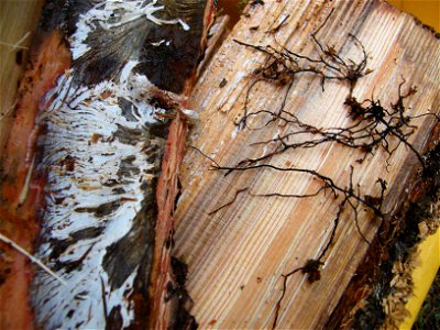 Armillaria-rhizomorphs-mycelial-fan-Oregon