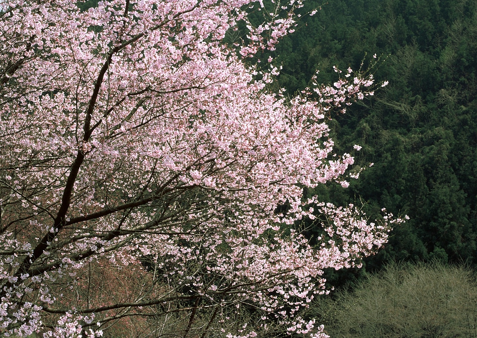 Japanese Cherry Blossoms