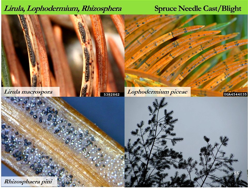 Spruce-needle-casts-blights-identification-aid-Alaska