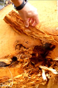 Conifer-stem-decay-white-rot-Tongass