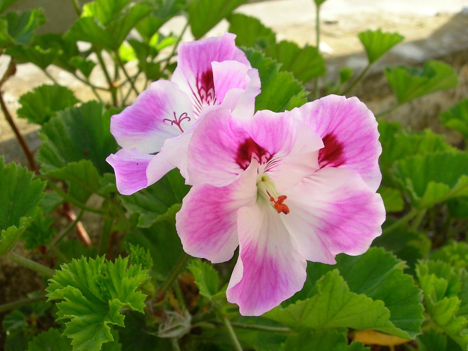 Regal Pelargonium - Pelargonium x domesticum