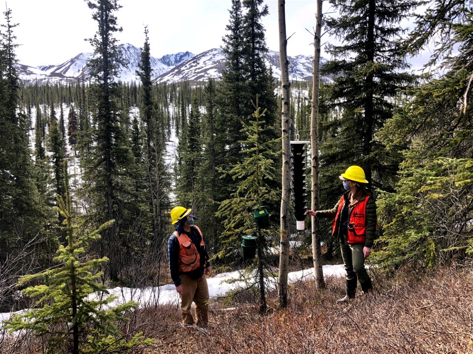 Steve-Sydney-spruce-beetle-trap-2021-EdwardsCk-Alaska-GarretDubois