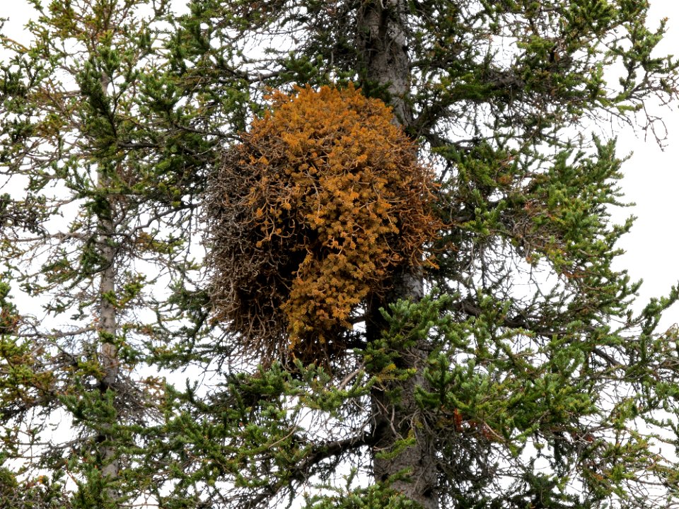 Spruce-broom-rust-Alaska-1