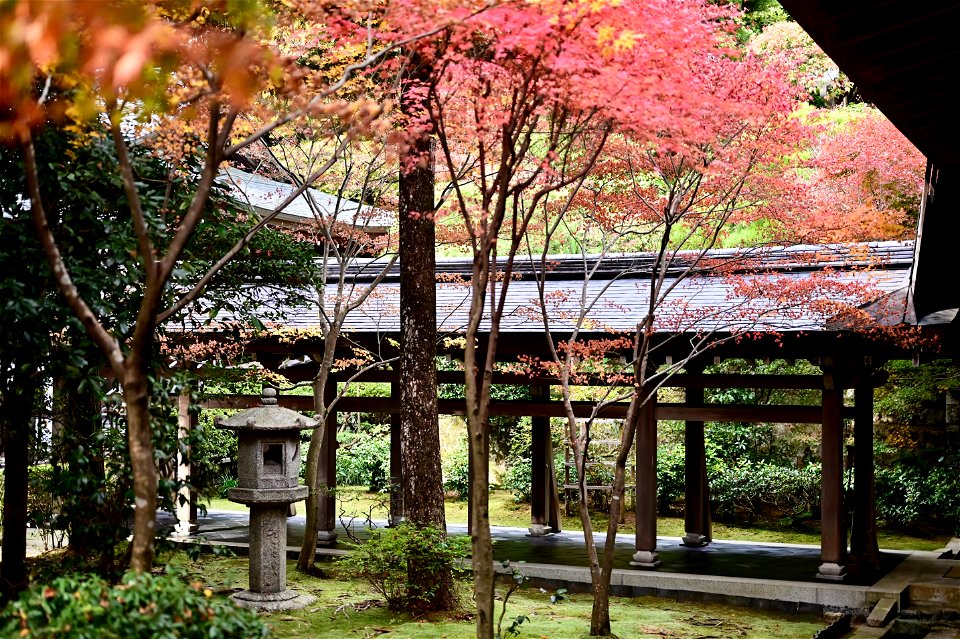 京都龍安寺/Kyoto Ryoanji