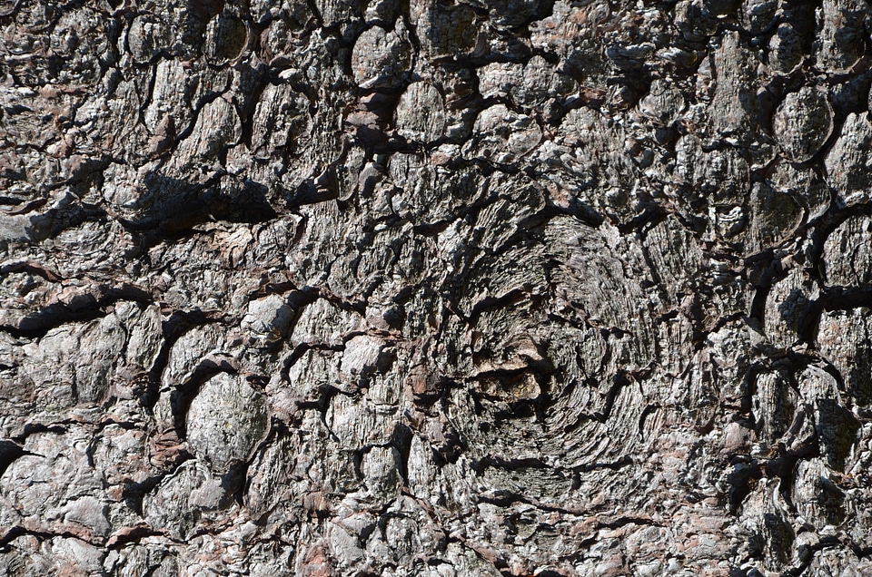 bark