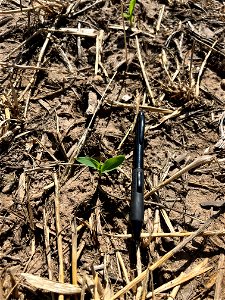 PD1-6DAS-HERB-CE-emerged