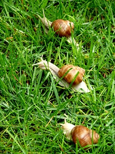 Interested snail sitting in the grass on wet leaf