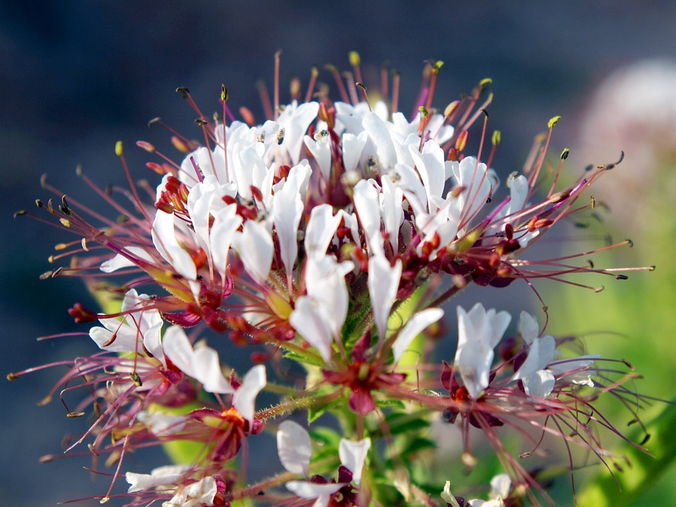 Clammyweed wildflower
