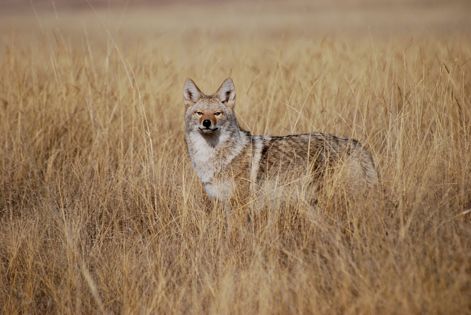 coyote in tall grass