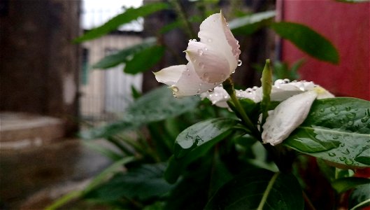 Flor