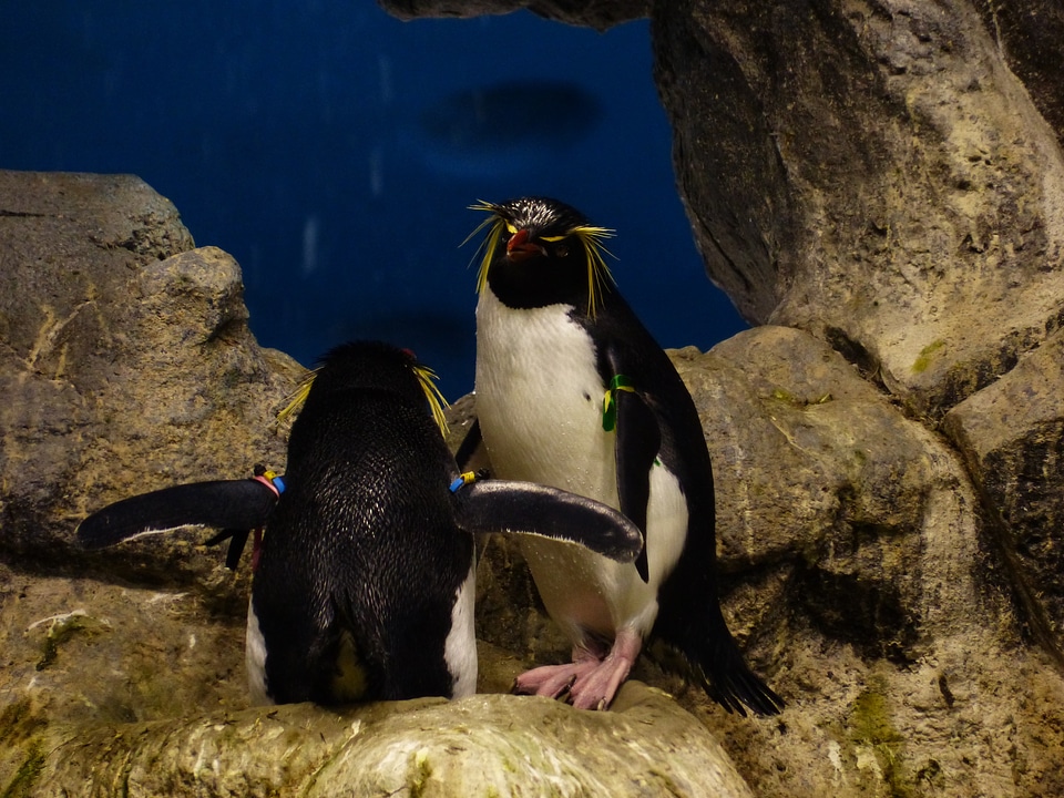 Spheniscidae crested penguin schopf