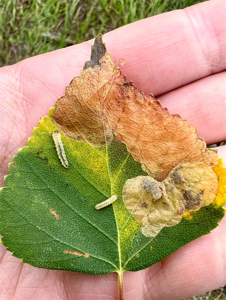 birch-leafminers-on-birch-leaf-with-damage-Alaska