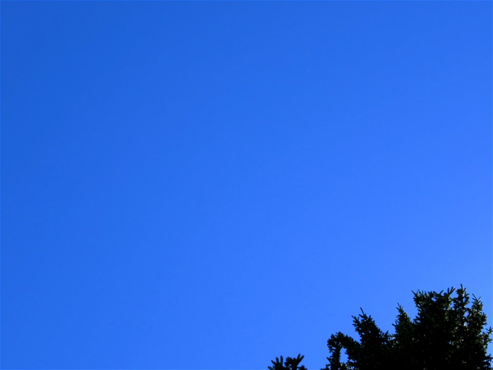 Sky and Tree