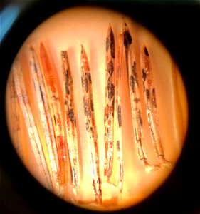 Lirula-macrospora-fruiting-structures-Tongass-2