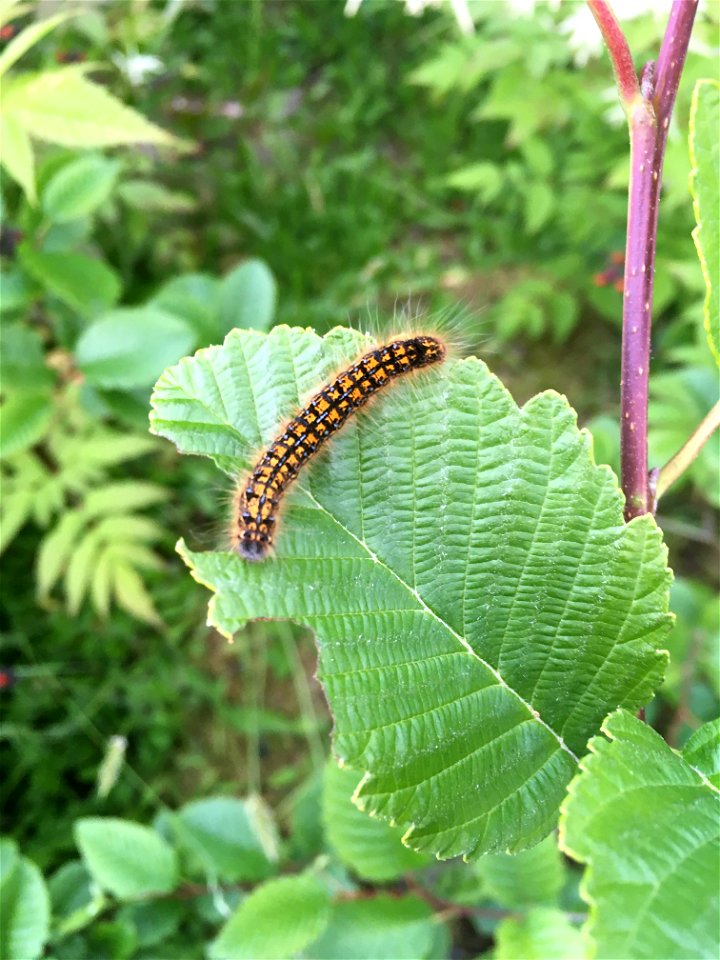 Western-tent-caterpillar-alder-leaf-Ketchikan-Tongass