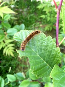 Western-tent-caterpillar-alder-leaf-Ketchikan-Tongass
