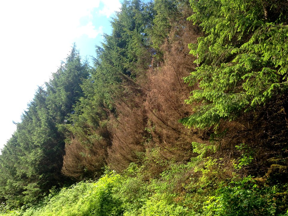 Hemlock-canker-symptoms-Prince-of-Wales-IsTongass-3