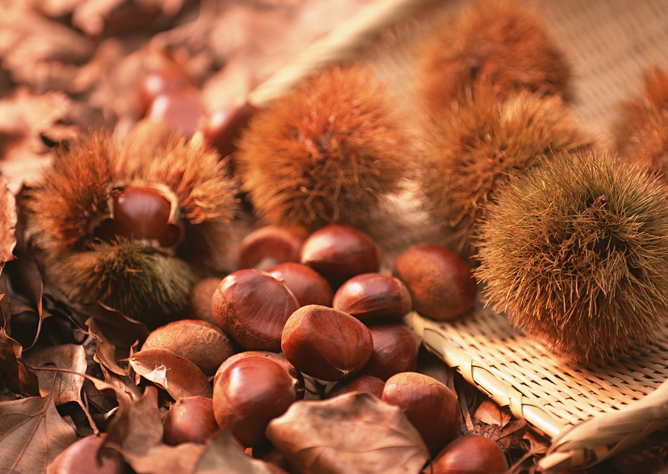 Chestnuts closeup on natural background