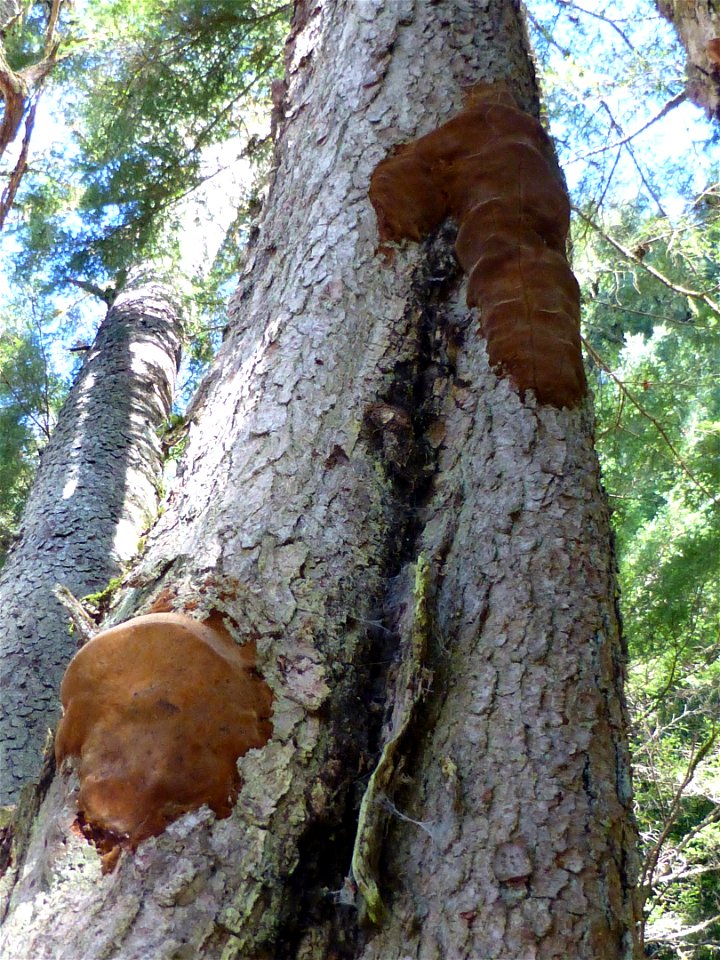 Phellinus-hartigii-AukeLk-Tongass-2