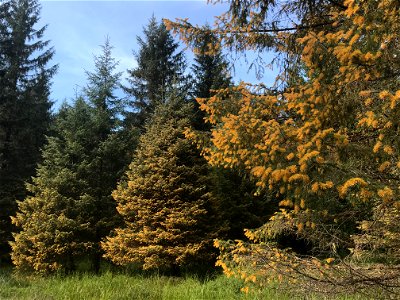 Sitka-spruce-trees-heavy-spruce-needle-rust-Juneau-Tongass-4 photo