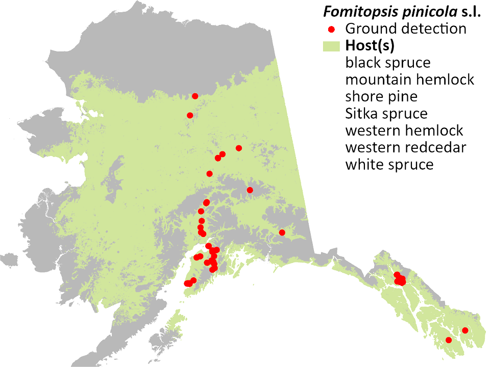 Fomitopsis-pinicola-sensu-lato-Brown-crumbly-rot-detection-map-2022-Alaska