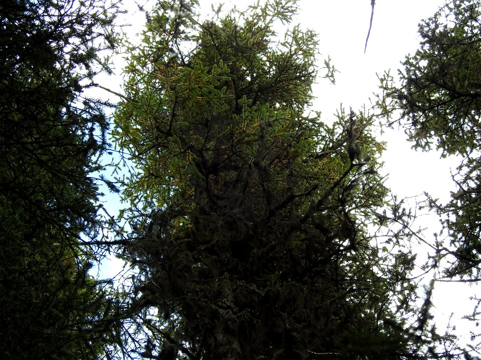 2020May-SPB-Woodpecker-Dmg-SameTree-Crown-2