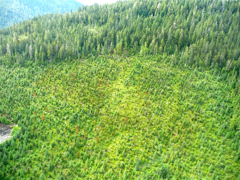 Young-growth-yellow-cedar-decline-Kupreanof-Island-Tongass-2