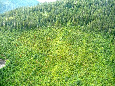Young-growth-yellow-cedar-decline-Kupreanof-Island-Tongass-2