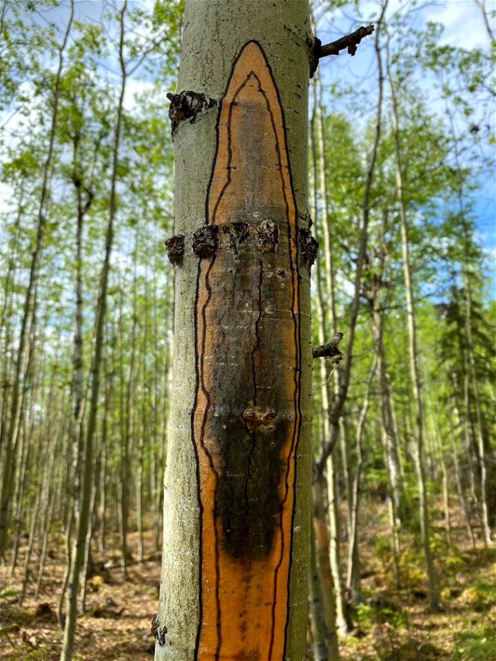 Aspen-running-canker-along-JuneauCreekRd-Alaska-1
