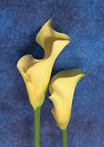 Two Yellow callas on dark blue paper