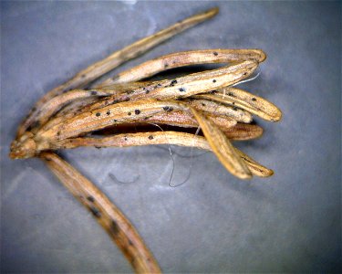 Sirococcus-shoot-blight-fruiting-mnt-hemlock-Tongass